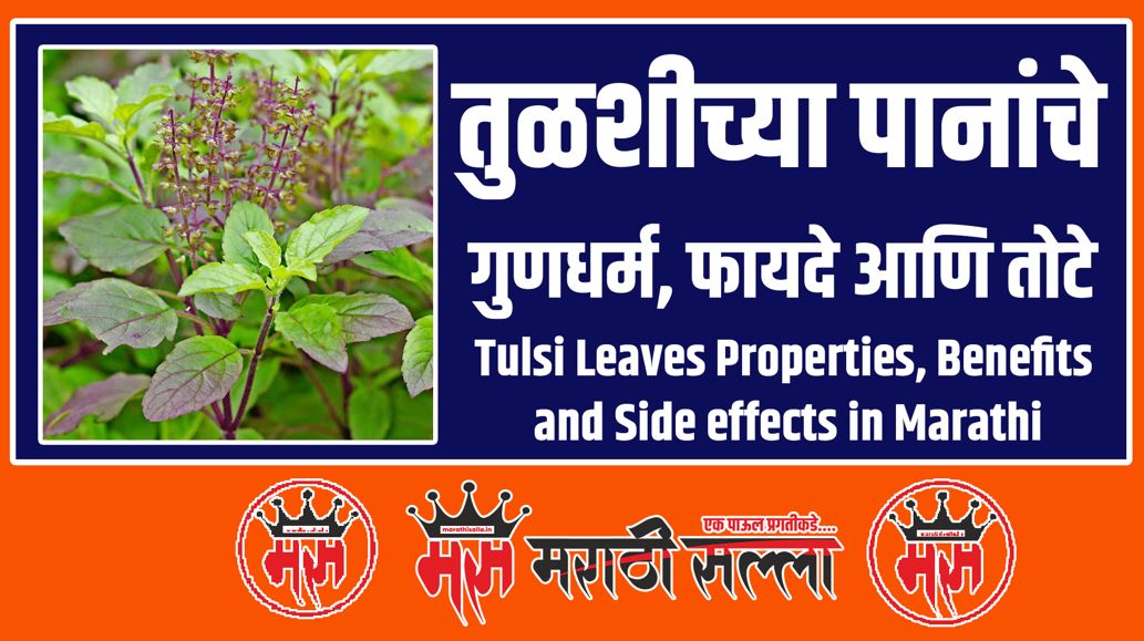 Tulsi Leaves Benefits in Marathi